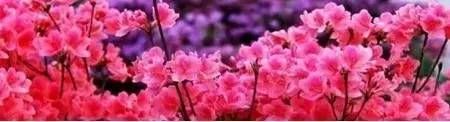 前方花海高能，这些花儿你能认出几种？