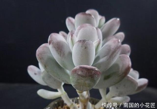  友们在养护|3种多肉掉叶子后难以叶插，这样挽救，成功后还可以正常生长