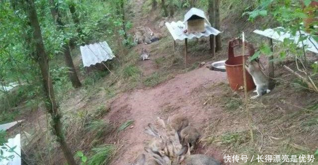  【小伙】农村小伙养殖36元一斤的野味，年产值几十万元