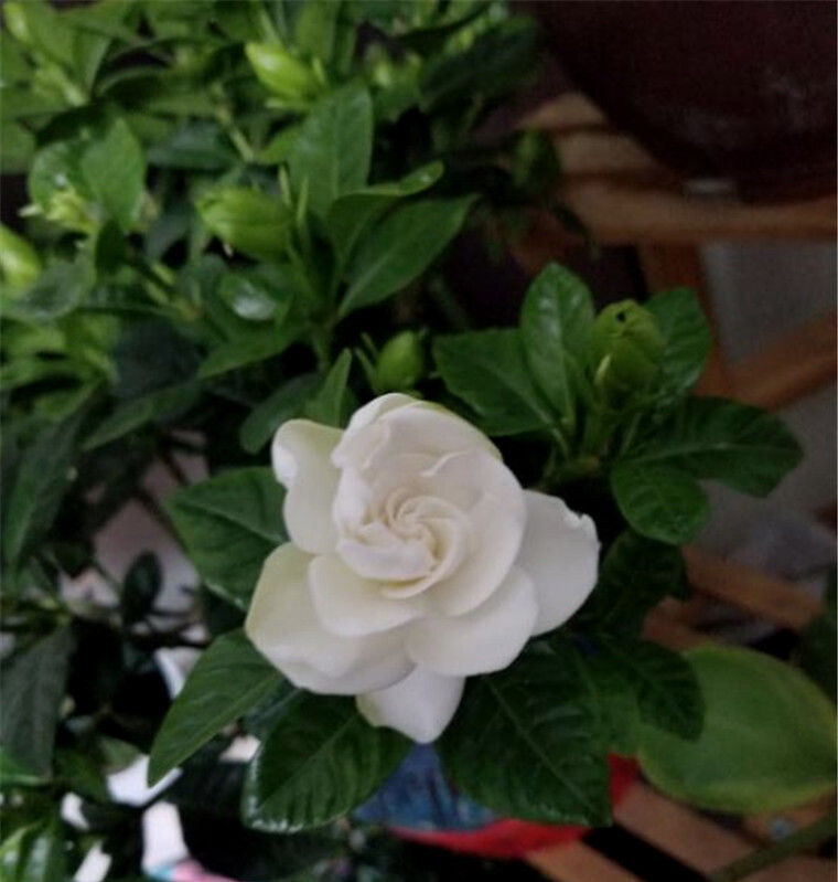  「花开满」栀子花养护离不开的“三大元素”，花开满盆，圆成球！