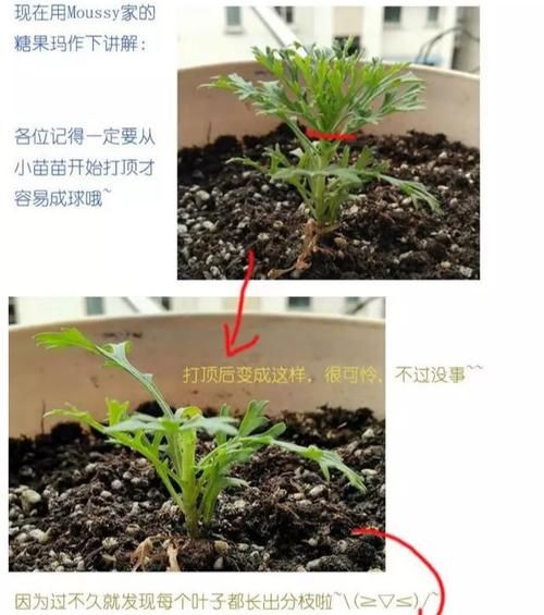#玛格丽特#网红开花神器格丽特,一开300多天,做好3点,盆盆爆成大花球