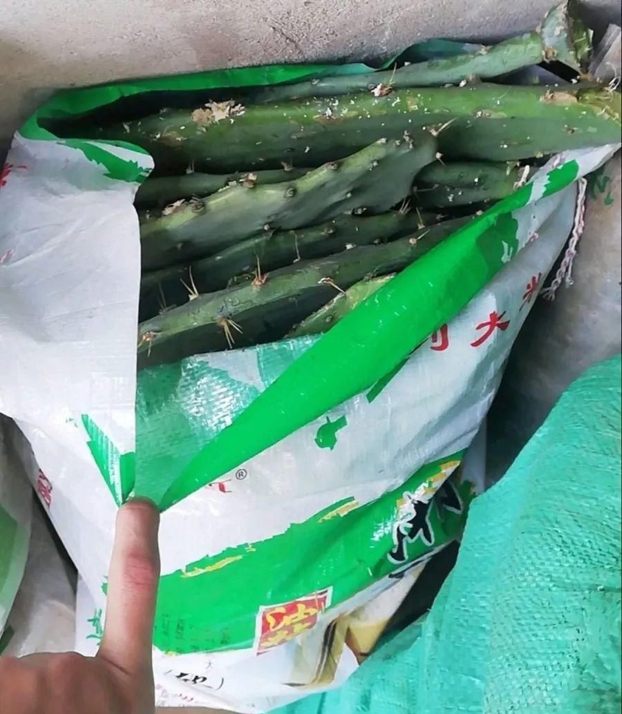  【慎养】这花要慎养，每年砍掉3麻袋，照样蹭蹭长！