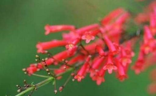  爆仗|爆仗竹“不懂事”，老是不开花？“一刀”剪下去，花开一串又一串
