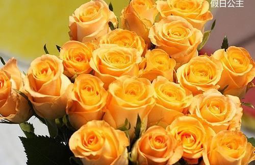  [金灿灿]喜欢玫瑰，不如首选“珍贵玫瑰”假日公主，花开金灿灿，活力十足
