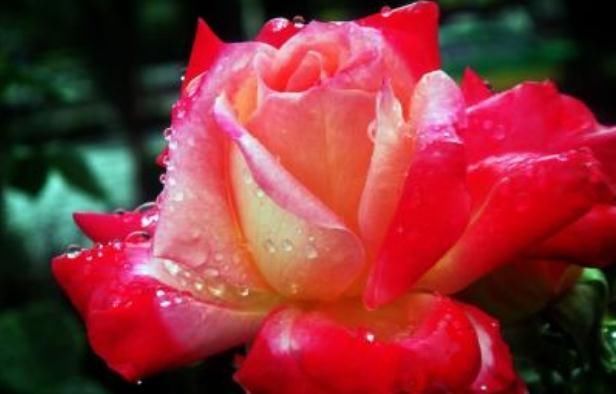  『季花』月季“难开花”？拎出来“砍一刀”，花苞一冒就上百，花开千日红