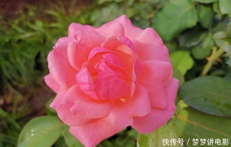 如痴如醉|月季花开红艳艳?如痴如醉吐芬芳