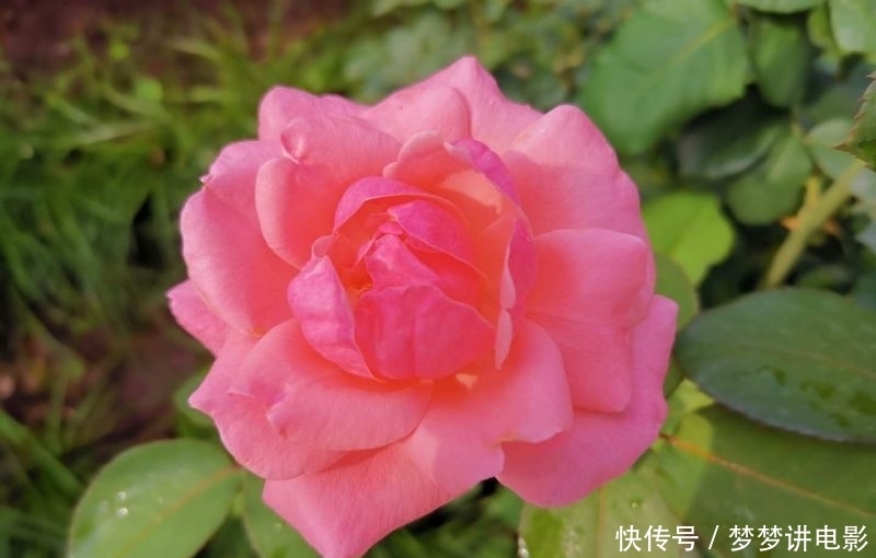  如痴如醉|月季花开红艳艳?如痴如醉吐芬芳