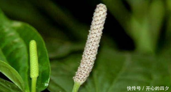  【根茎】农村这3种种野草，人们常吃其叶，殊不知根茎更加珍贵