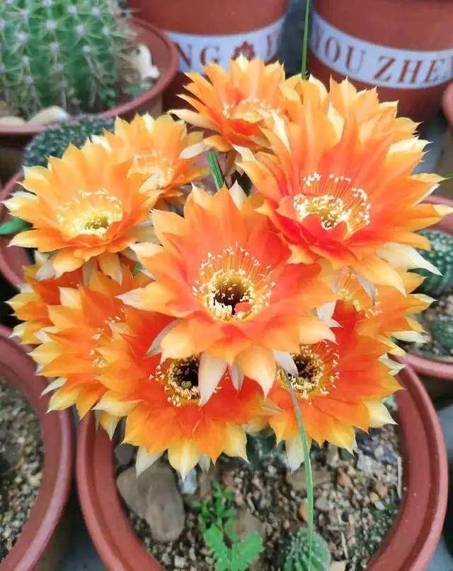  「仙人球开花」仙人球喂点“羊屎豆”，360度开花，下了10个蛋，盆盆饱满可爱