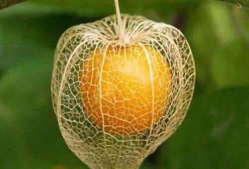 农村地里正在消失的零食，图4比甘蔗都甜，最后1个想找都困难！