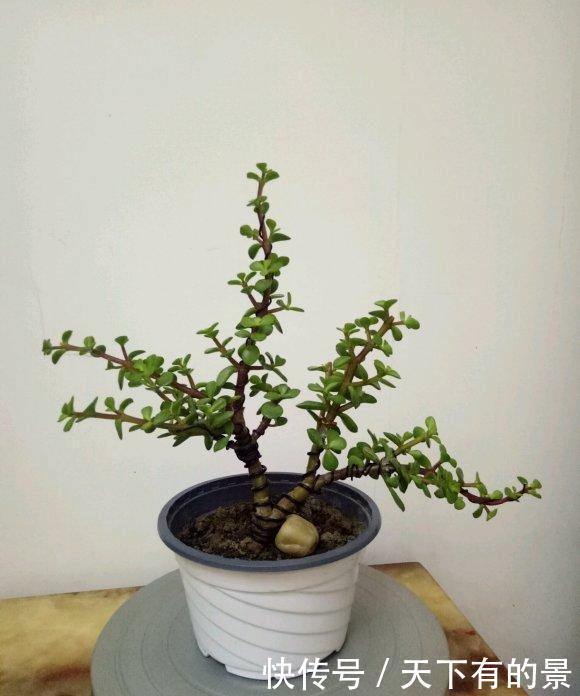  『顶端的叶子』买到药锦金枝玉叶，先把花切掉，换上新花土，1个月恢复健康