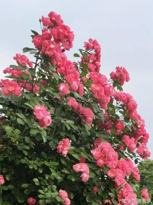  开出漂亮■阳春三月，出门踏青，原来有这么多漂亮花！