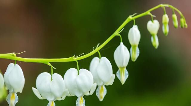 了解几种异形花，冬季赏花趣味强