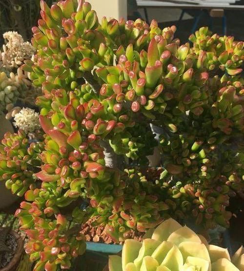  [摆放]哪些植物适合摆放在客厅首选3款高颜值多肉，可镇宅招财