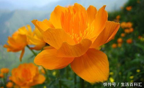  「家里」几种带金的吉祥花，好养好看寓意吉祥，养家里金贵满堂，必备佳品