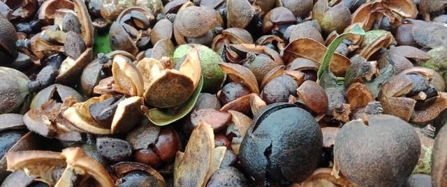  【茶油】在农村里，100斤鲜茶油果能榨多少斤油？