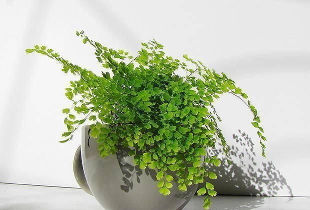  「充足的水分」6种花“喜欢水”，现在养，浇水就呼呼冒新叶，不费劲就长一大盆