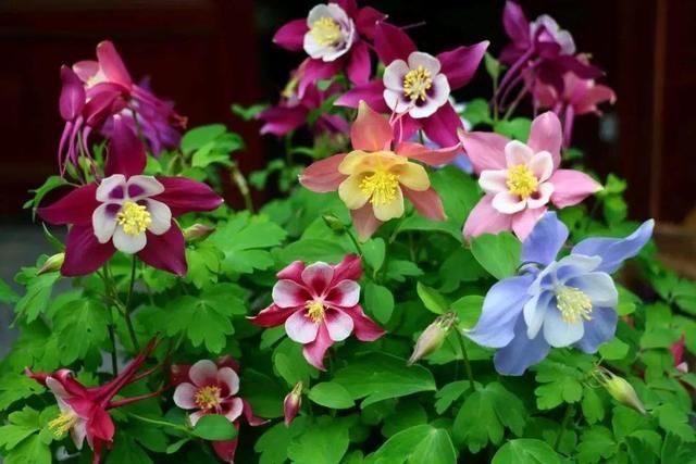 长达:这花名字土掉渣,开花却特美,花期长达3个月