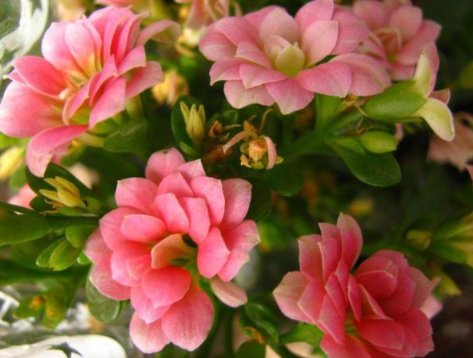 『家里』家里养这些花，不用操啥心，枝头窜满花苞，阳台变成小花园，美艳