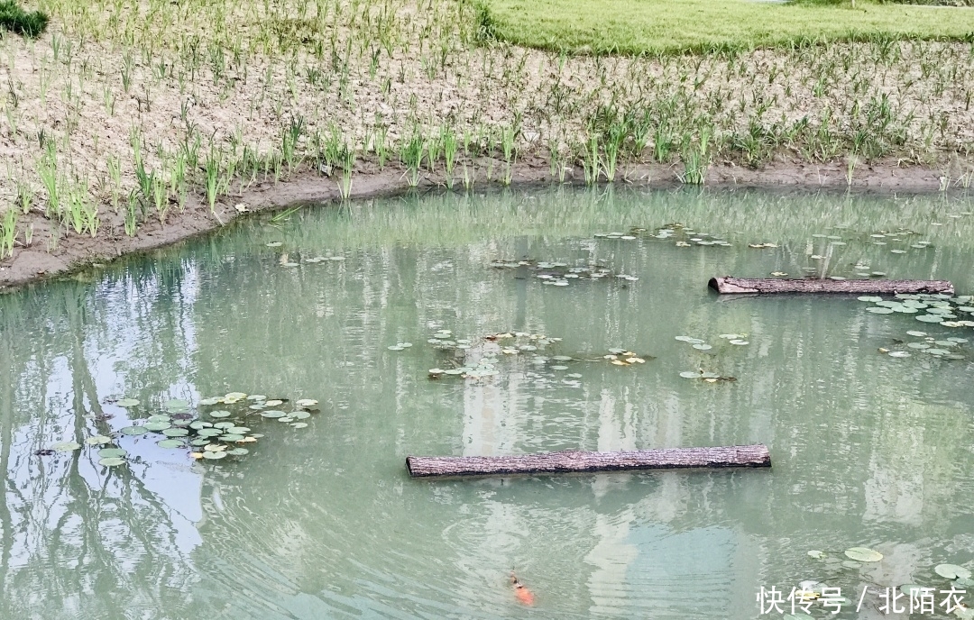 乱逛 | 沙河源公园,北门的又一个新新公园