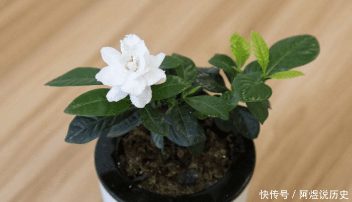  『家里』家里养3种花不仅“旺财”, 还养人, 别再忽视了