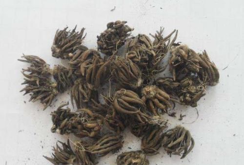  【牡丹】洋牡丹，开花鲜艳漂亮，为啥养不活？花种子没处理好！