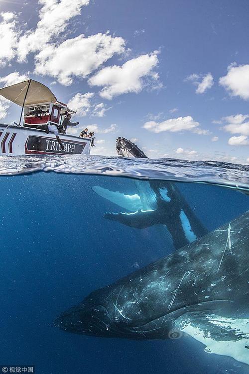 游客咫尺之距偶遇座头鲸 30吨庞然大物“秒杀”游船