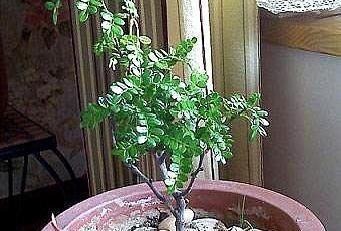  「枝条」折1根“神龙枝”插土，3个月长成清香木，不仅“安神”还能美容