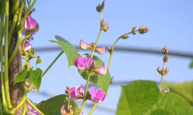  种子：农村有种果实像“刀子”的蔬菜，生吃有毒，种子是中药材