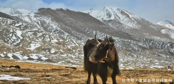 哈拉湖地区中国6大无人区之一，野狼的密度非常的高，人很少！