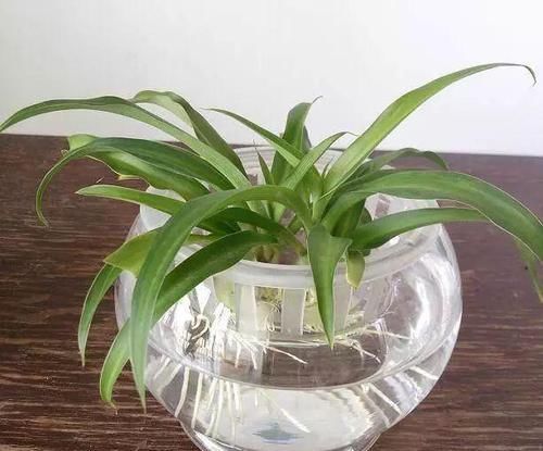 侧枝@这是世上最好养的花,随便捡个侧枝,就能长爆盆!