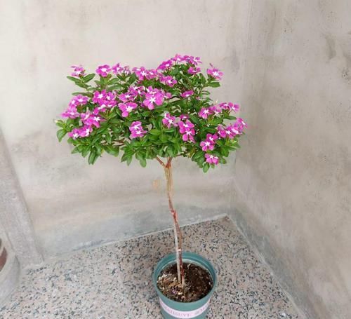  「身价」5块钱一盆的花，养1年变老桩，身价翻了上百倍！