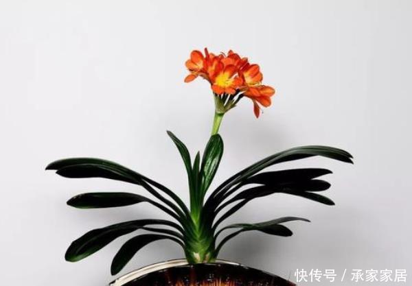  寓意■这3种花室内养一盆，寓意好一倍，尤其第三种，生活更“富贵”！