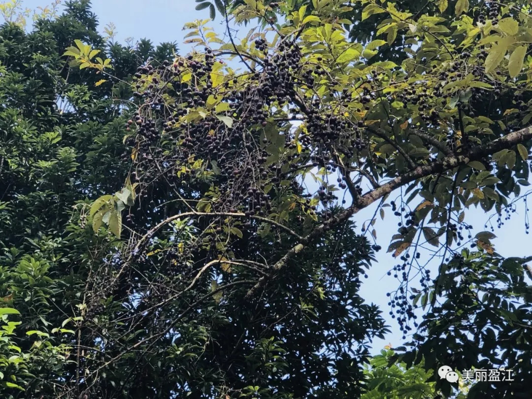 德宏盈江有个＂云端上的寨子＂