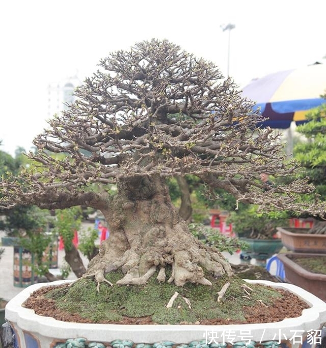  [培育]男子出售家中几代人培育的盆景树，要价153万希望找到好买家