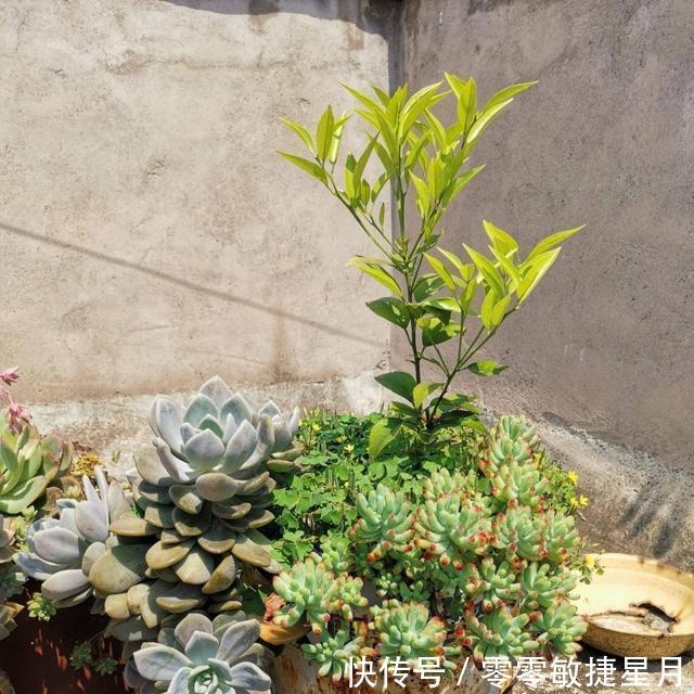 【时节】多肉在美好时节里尽情绽放吧!
