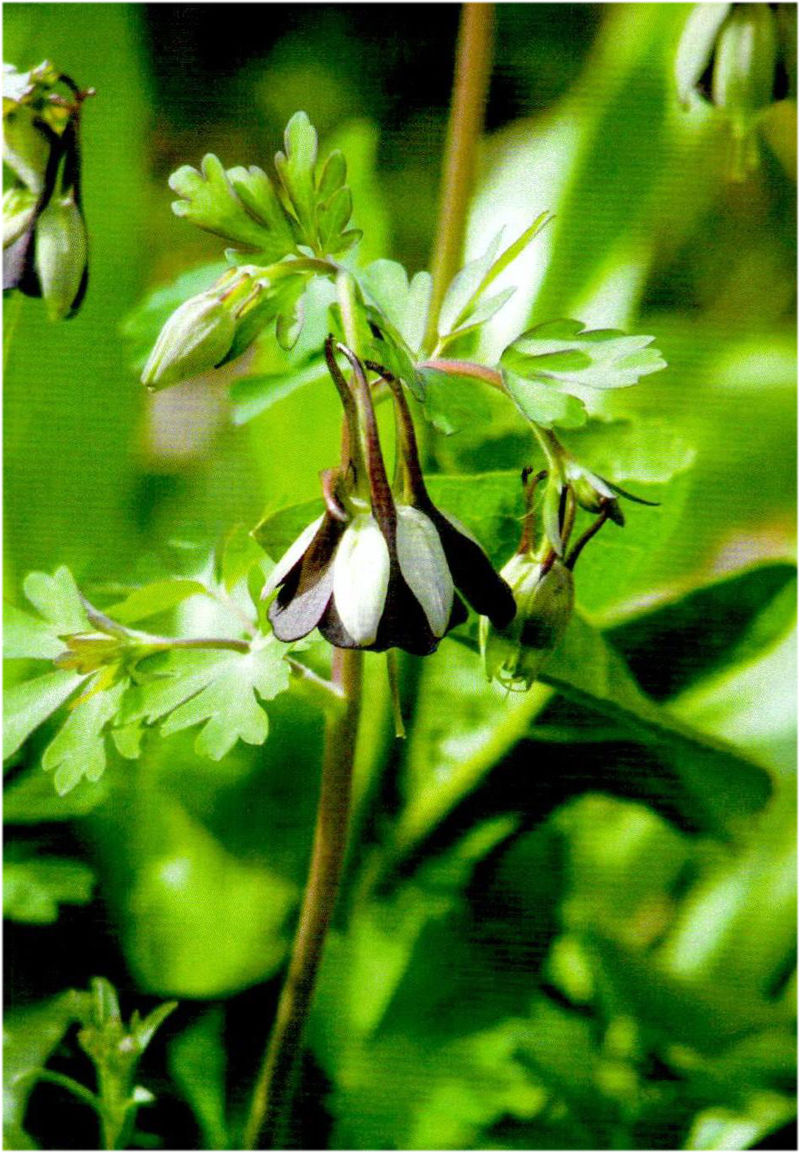  「毒门」植物界三大毒门世家