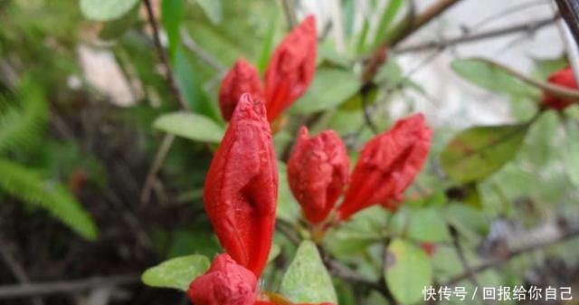 农村这种野花，药用价值高，市场一斤价值百元，看见别错过！