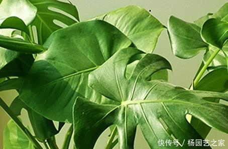  『栽培』这三种绿植十分耐阴，越是没有阳光越能蹭蹭长不停，好看又好养