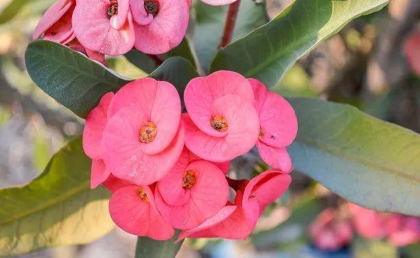 虎皮兰|5月开始,3种花需要“贱”养,浇水越勤,死得越快,你知道吗?