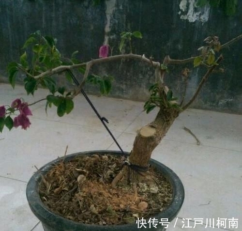  效果图■只要狠心，没有改造不了的三角梅盆景，看到效果图后太喜欢