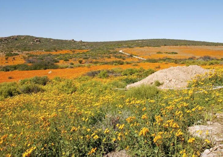 世界上最神奇的沙漠，长满多肉和鲜花，游客：怕不是个假的？