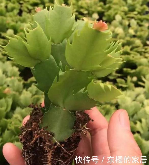  「只需要剪下」亲戚朋友家见到3种植物，剪些叶子带回家，插到土里就能活