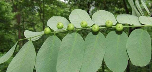 「绿果」这种野草生的有趣,叶片下面全是小绿果,一打听名字还叫“潮汕”