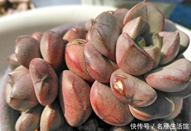  『植物』5种植物看了让人垂涎欲滴？不能食用，因为它们不是水果，是多肉