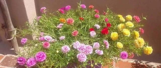  「开花真」不会养花？这3种花，一个枝丢盆里就活，开花一大盆，一年开3季