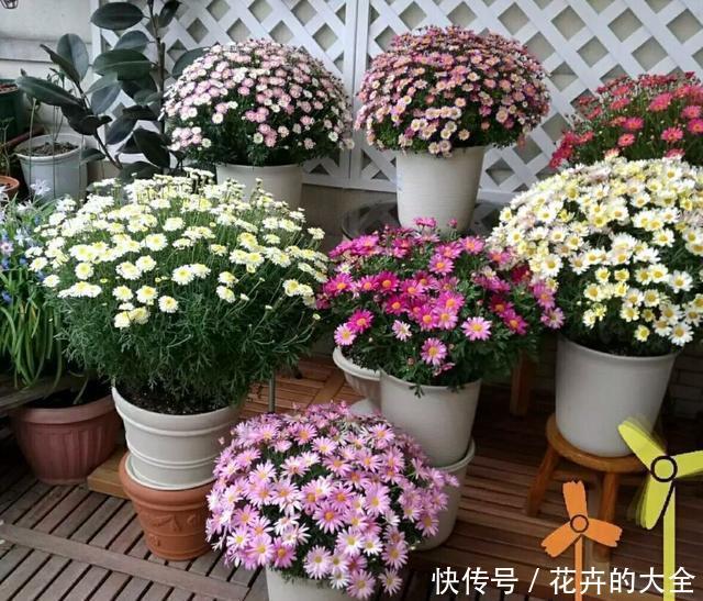  『花儿』4种花，是好养的“开花机器”，阳台养一盆，花儿天天开爆盆