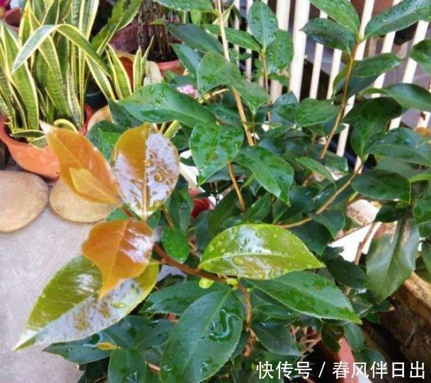  「不停」把茶花养壮，“4步”必不可少，不停长叶长花苞