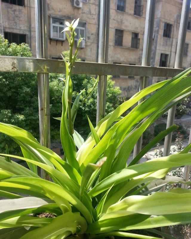 「长得」吊兰放在家中哪个位置?摆放在“3个地方”,一天一个样,长爆盆