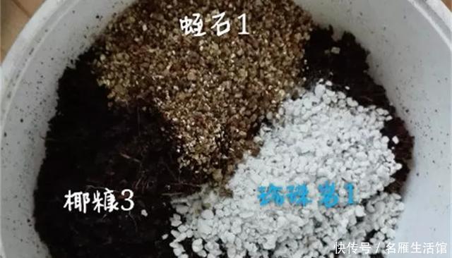 『爆花』开败的矮牵牛,剃头15天又爆花,剪下来的枝条再扦插,1盆变100盆